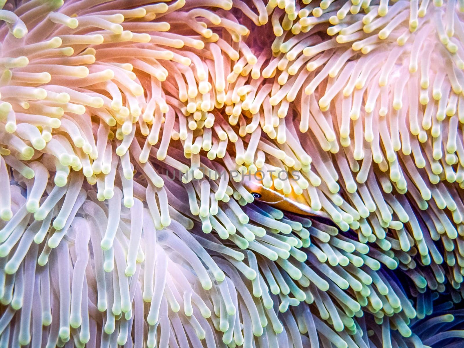 A little clownfish hiding in sea anemone tentacles. Close-up view.