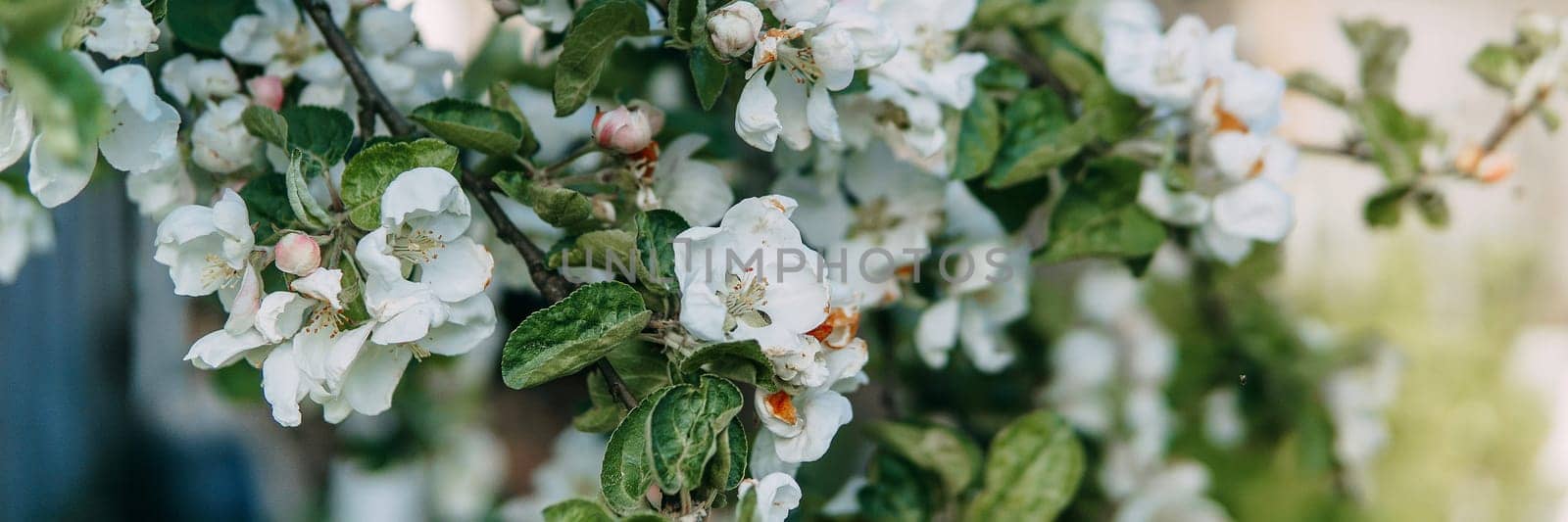 Blooming Apple tree branches with white flowers close-up, spring nature background