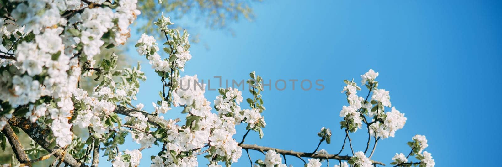 Blooming Apple tree branches with white flowers close-up, spring nature background