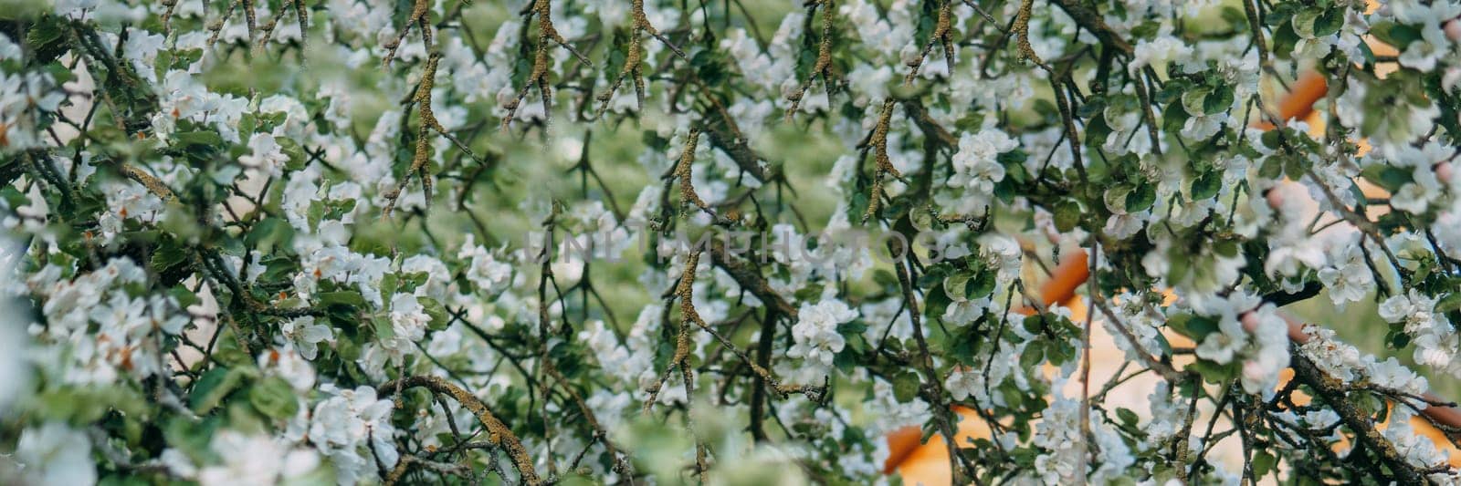 Blooming Apple tree branches with white flowers close-up. by Annu1tochka