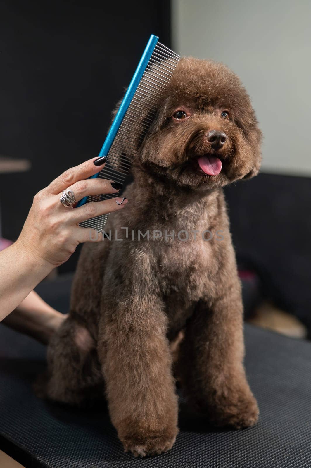 Woman combing a small dog with scissors in a grooming salon