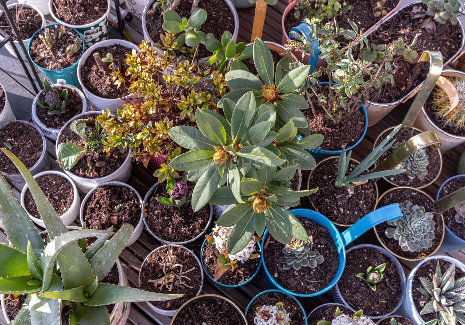 Home grown flowers, Succulent, Cactus and tree others in pots on balcony garden. Ornamental plants standing placed on a terrace, Natural plants in potted, Home gardening - Eco living. Space for text, Selective focus.