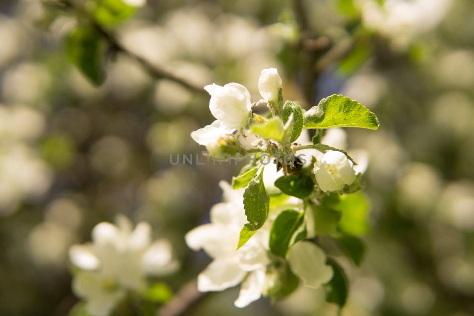 Blooming Apple tree branches with white flowers close-up, spring nature background