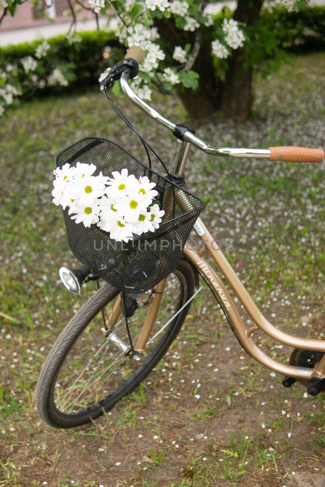 A beautiful retro bike with a wicker basket stands next to a blooming apple tree in the park