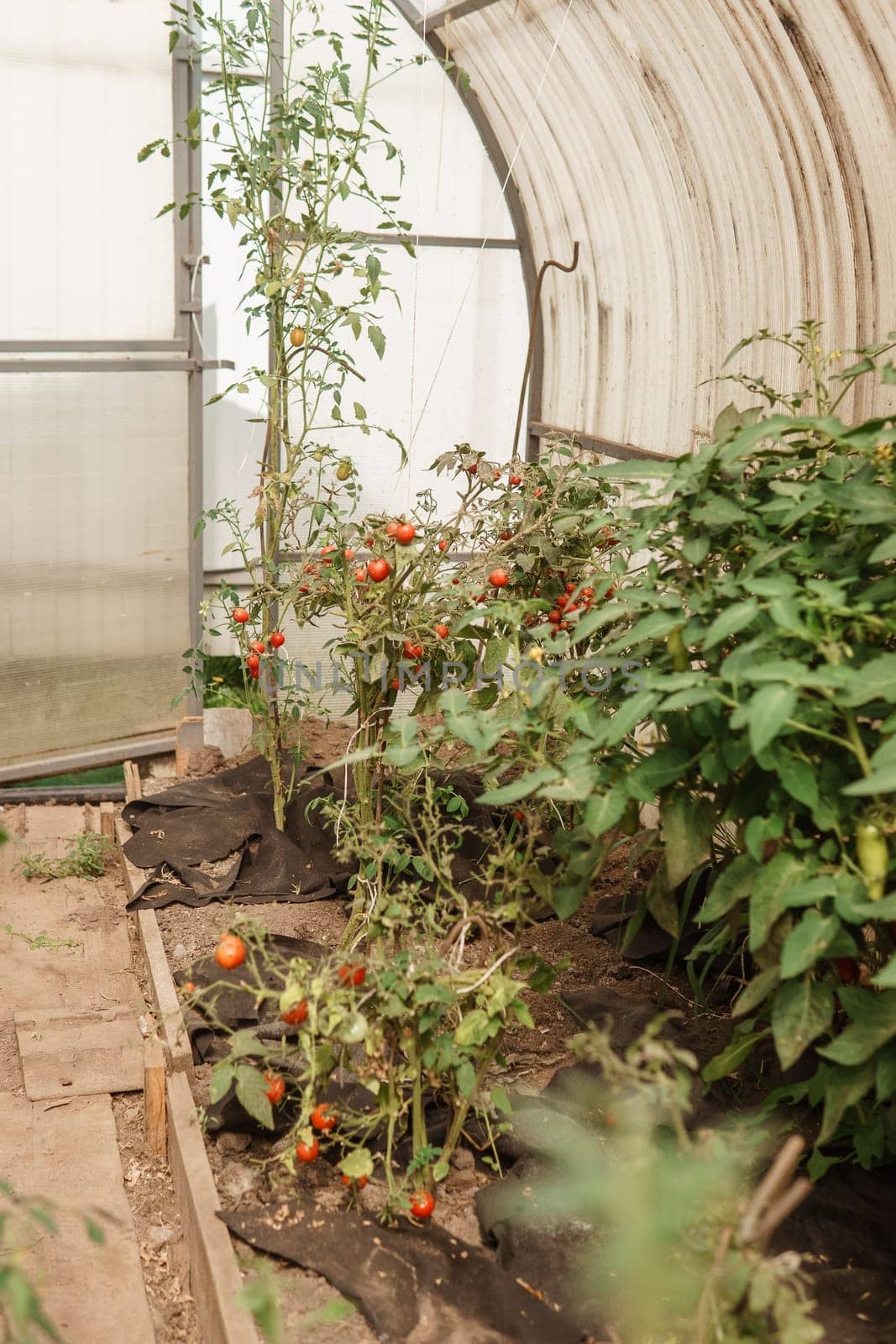 Tomatoes are hanging on a branch in the greenhouse. The concept of gardening and life in the country. A large greenhouse for growing homemade tomatoes