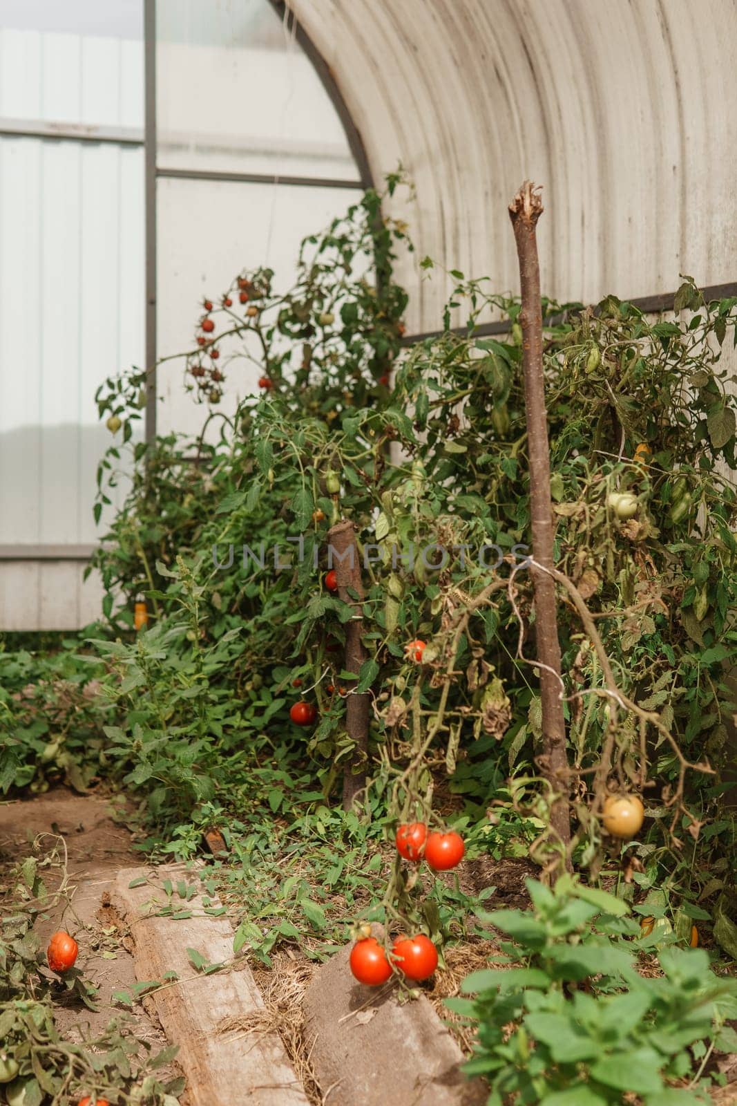 Tomatoes are hanging on a branch in the greenhouse. The concept of gardening and life in the country. A large greenhouse for growing homemade tomatoes