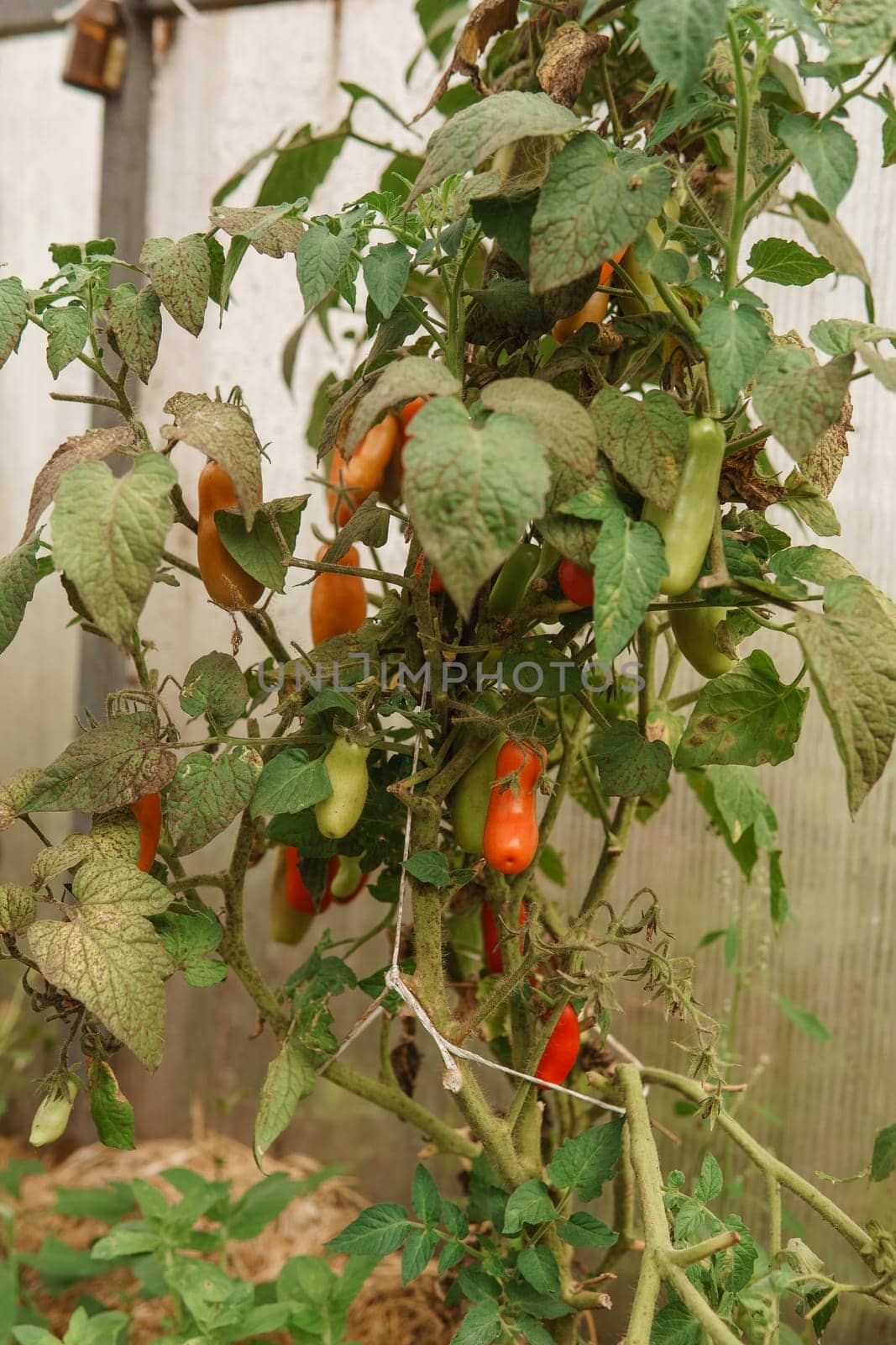 Tomatoes are hanging on a branch in the greenhouse. by Annu1tochka