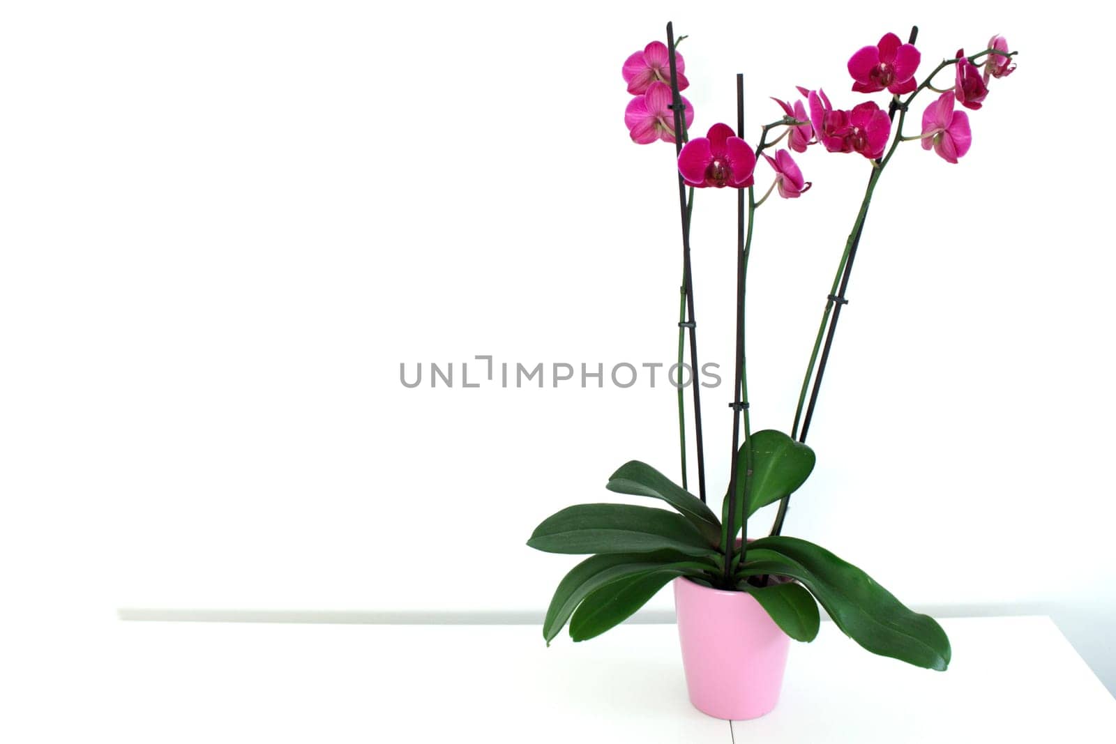 There is a vase of an orchid with burgundy flowers on a white table. High quality photo