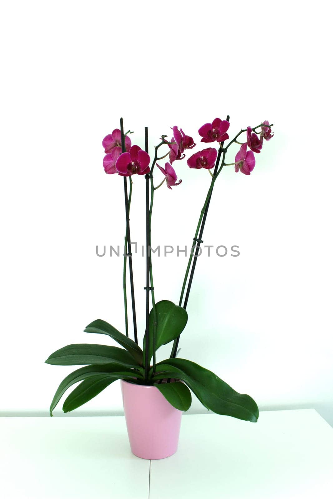 There is a vase of an orchid with burgundy flowers on a white table by MilaLazo