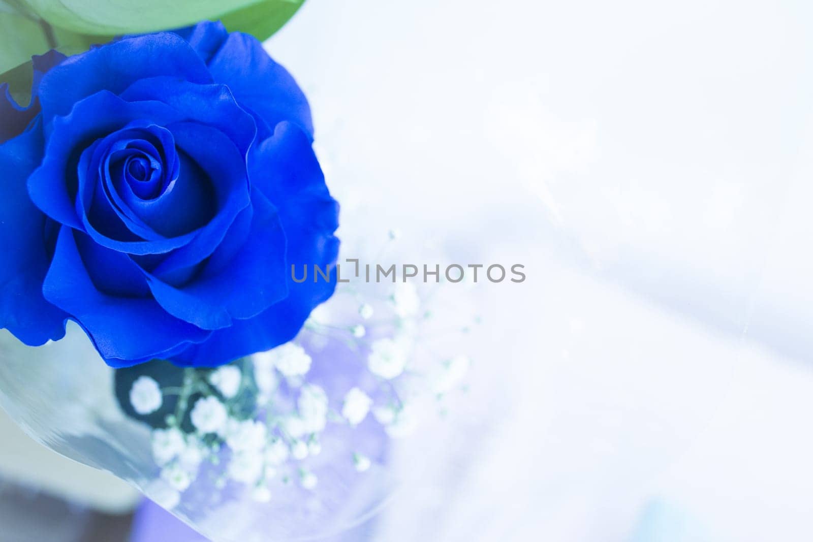 Natural blue rose on grayish background. No people