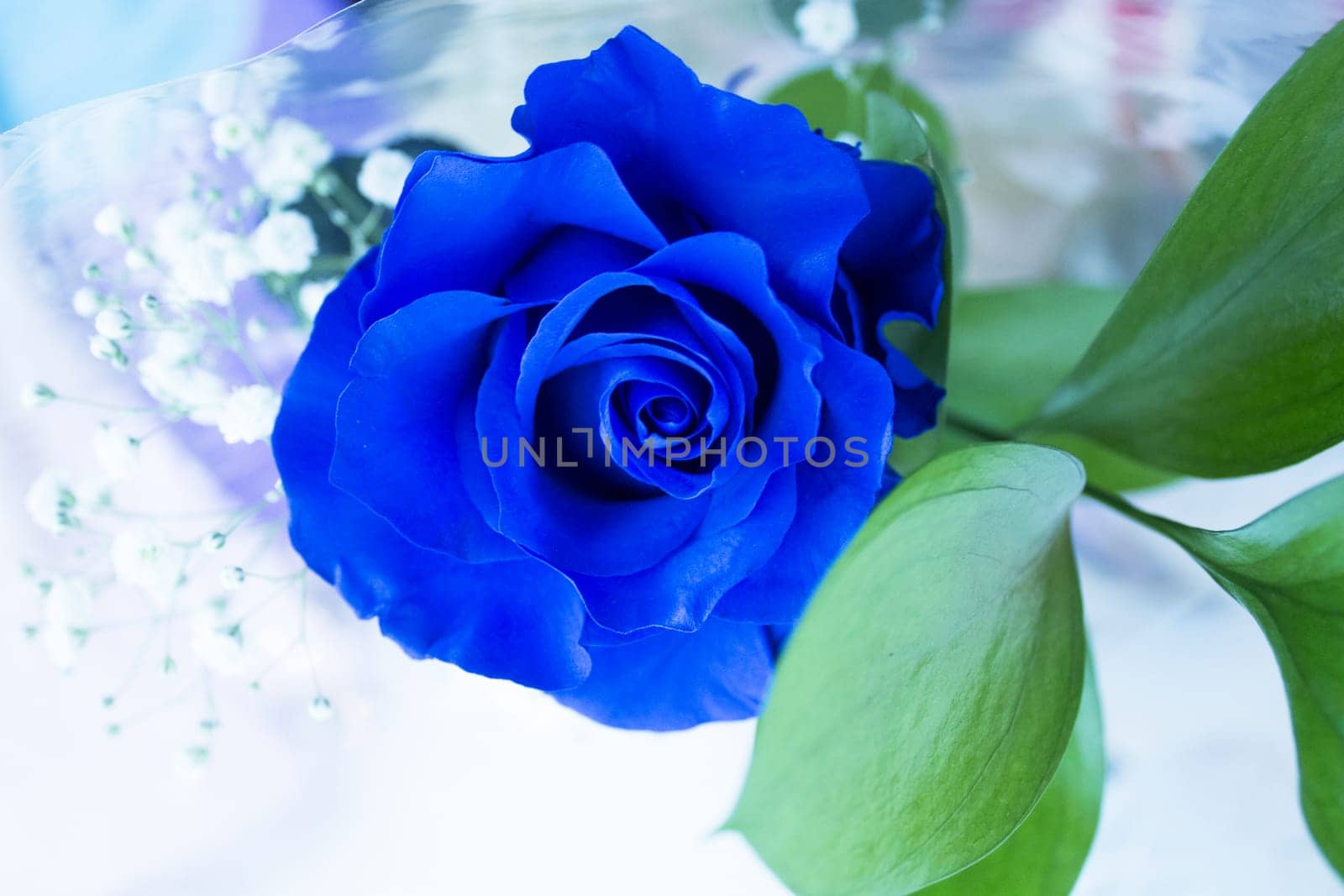 Natural blue rose on grayish background. No people