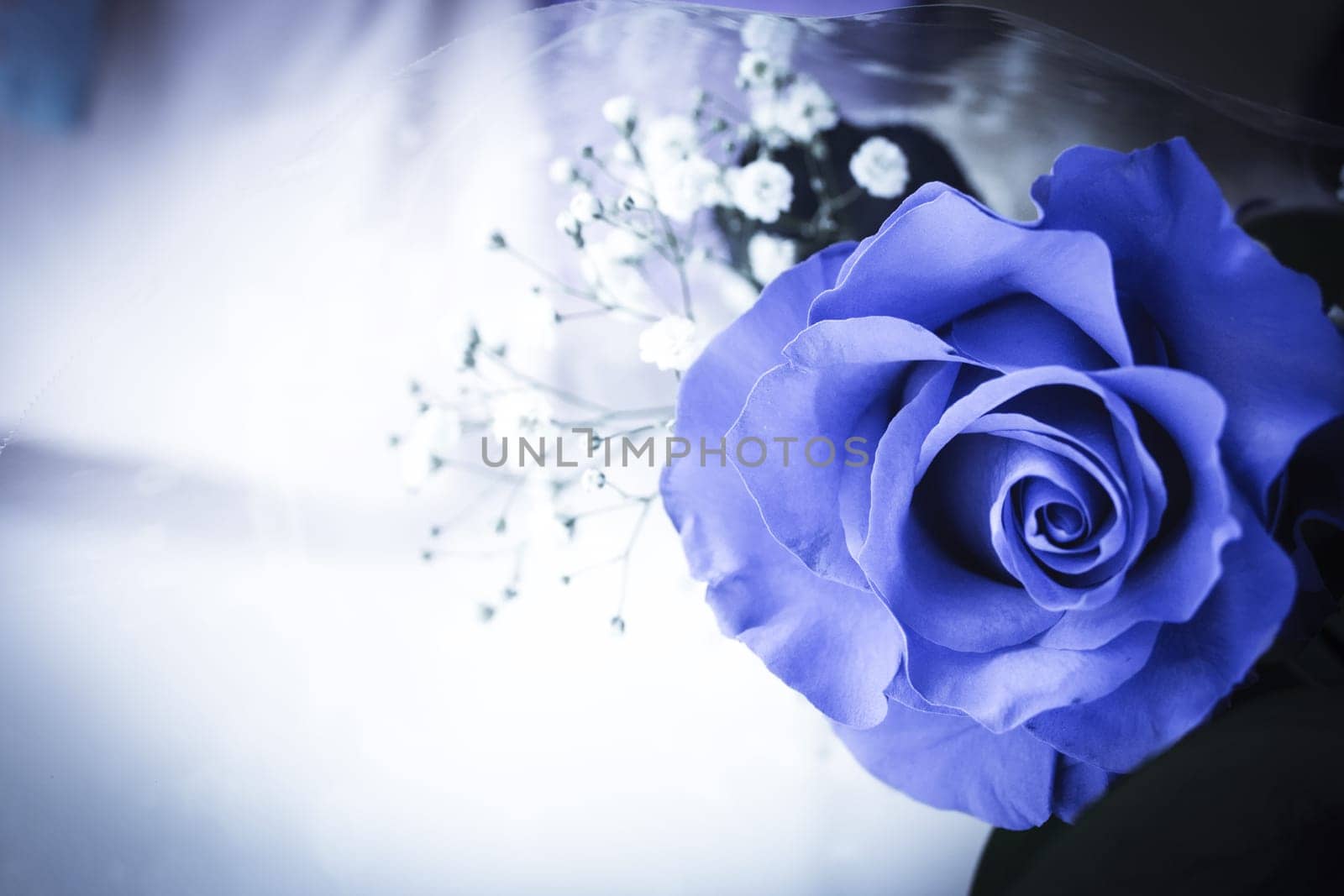 Natural blue rose on grayish background. No people