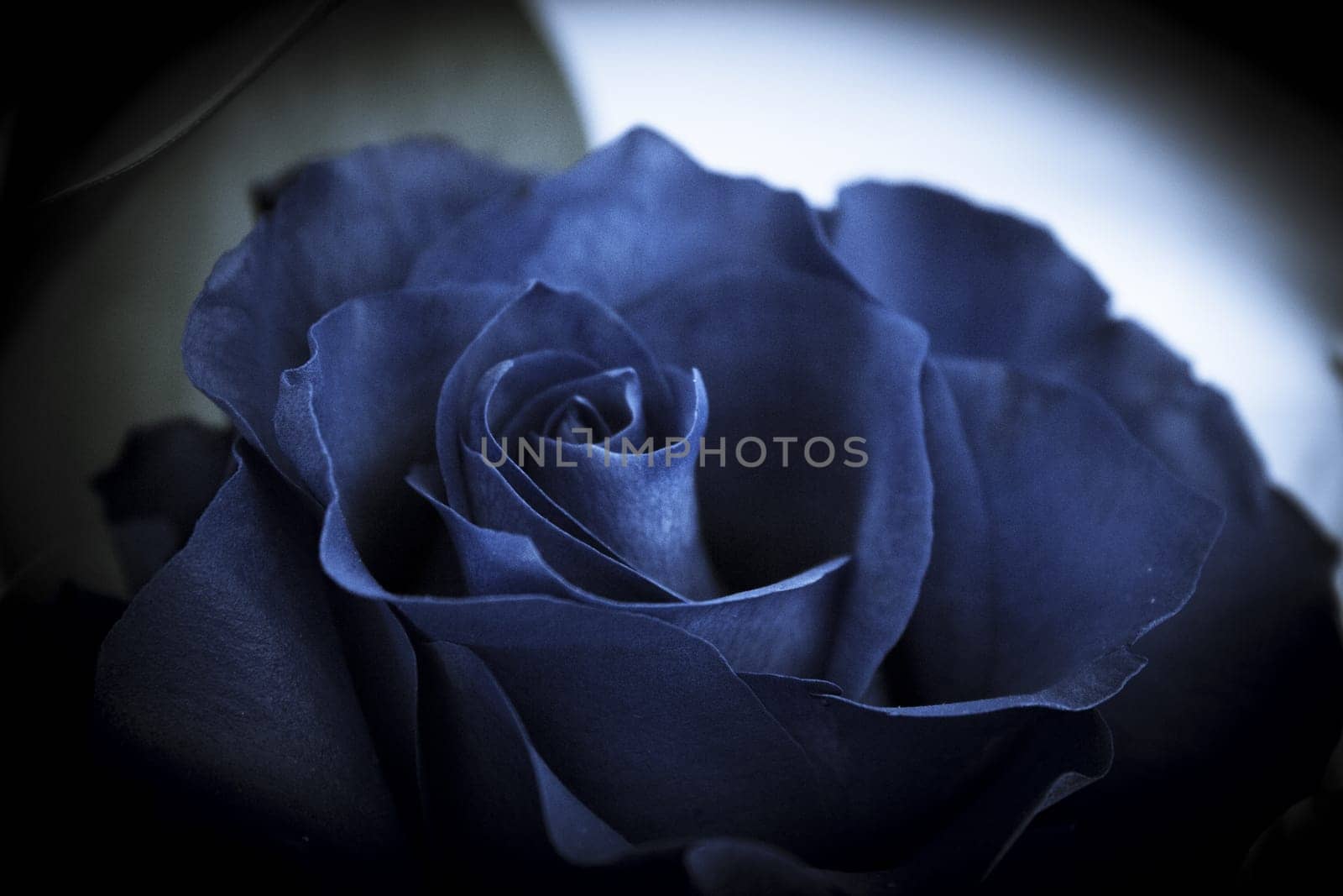 Natural blue rose on grayish background by GemaIbarra