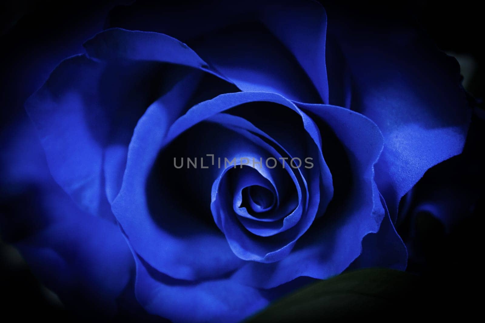 Natural blue rose on grayish background. No people