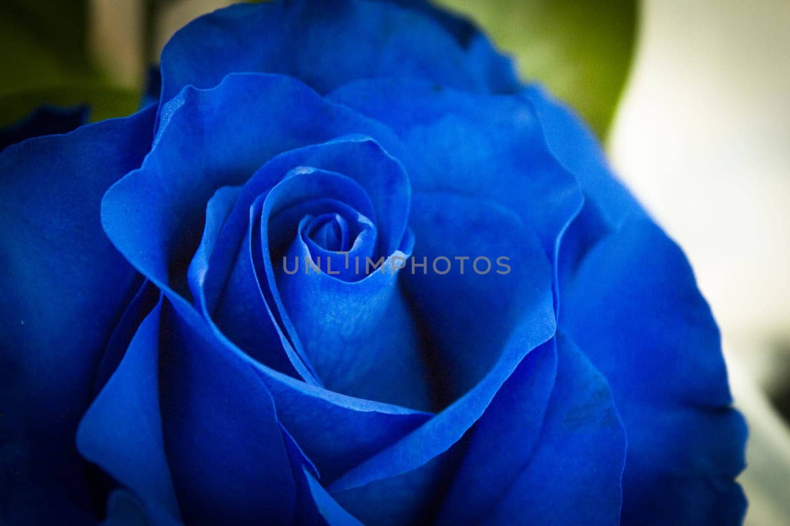 Natural blue rose on grayish background. No people