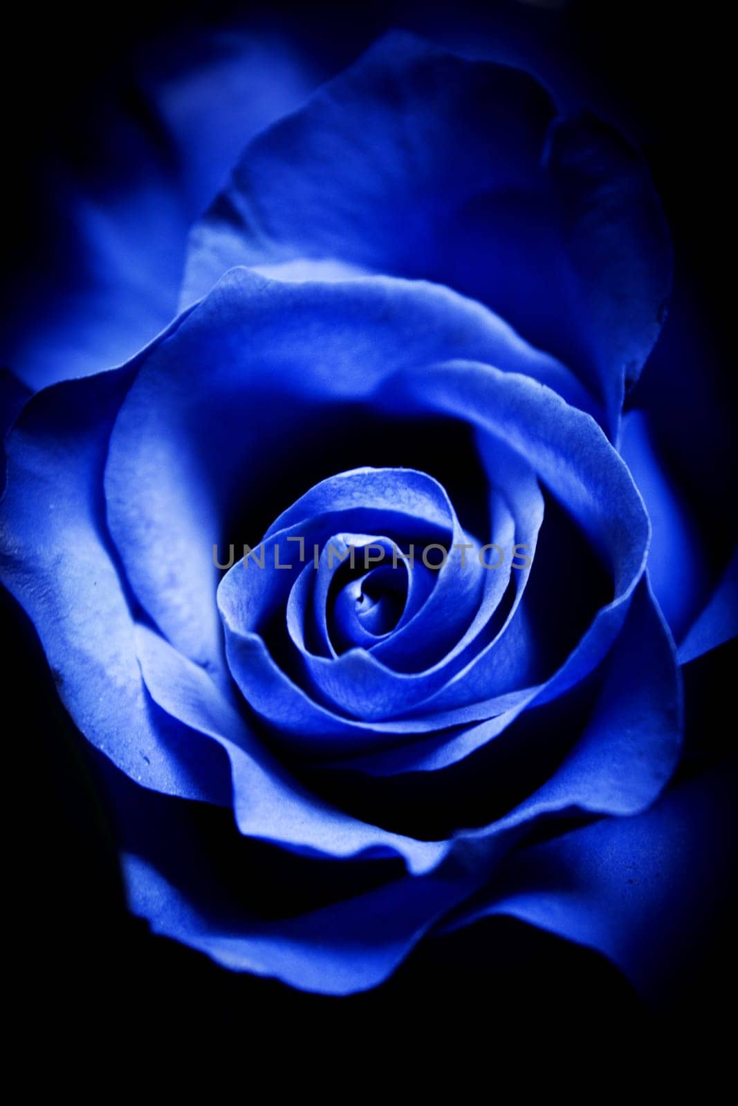 Natural blue rose on grayish background by GemaIbarra