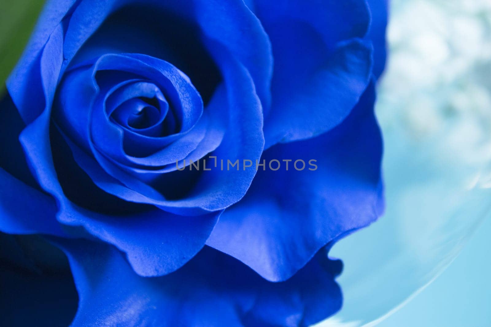 Natural blue rose on grayish background by GemaIbarra