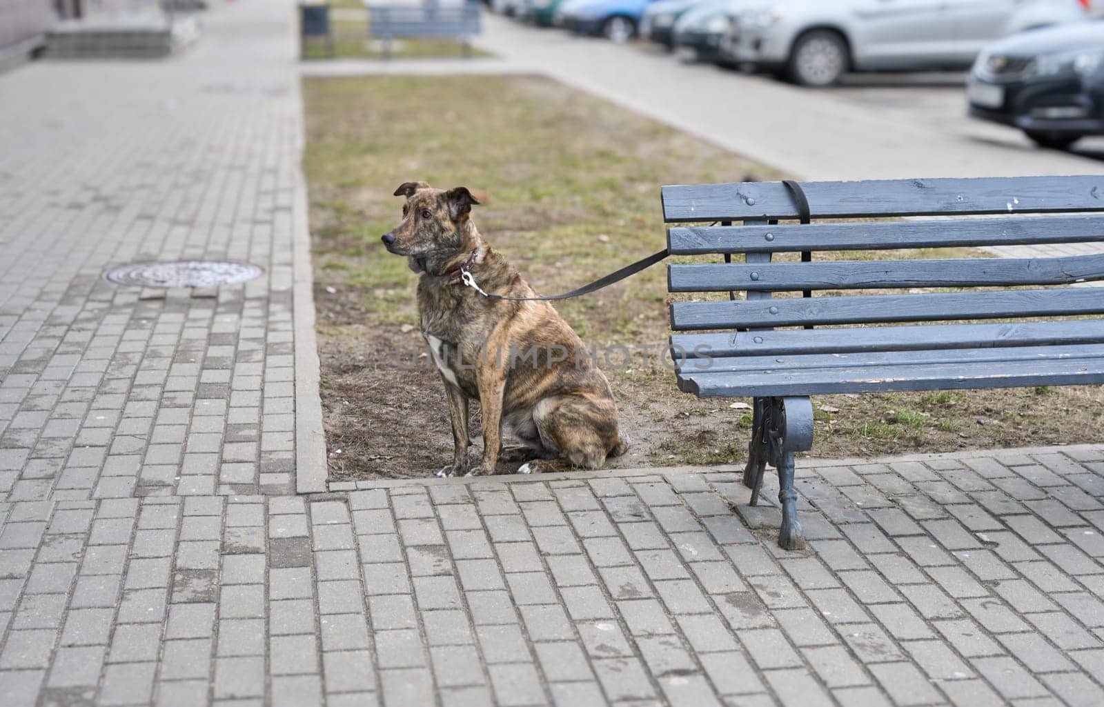 Near the market, a dog tied to a bench is waiting for its owner.