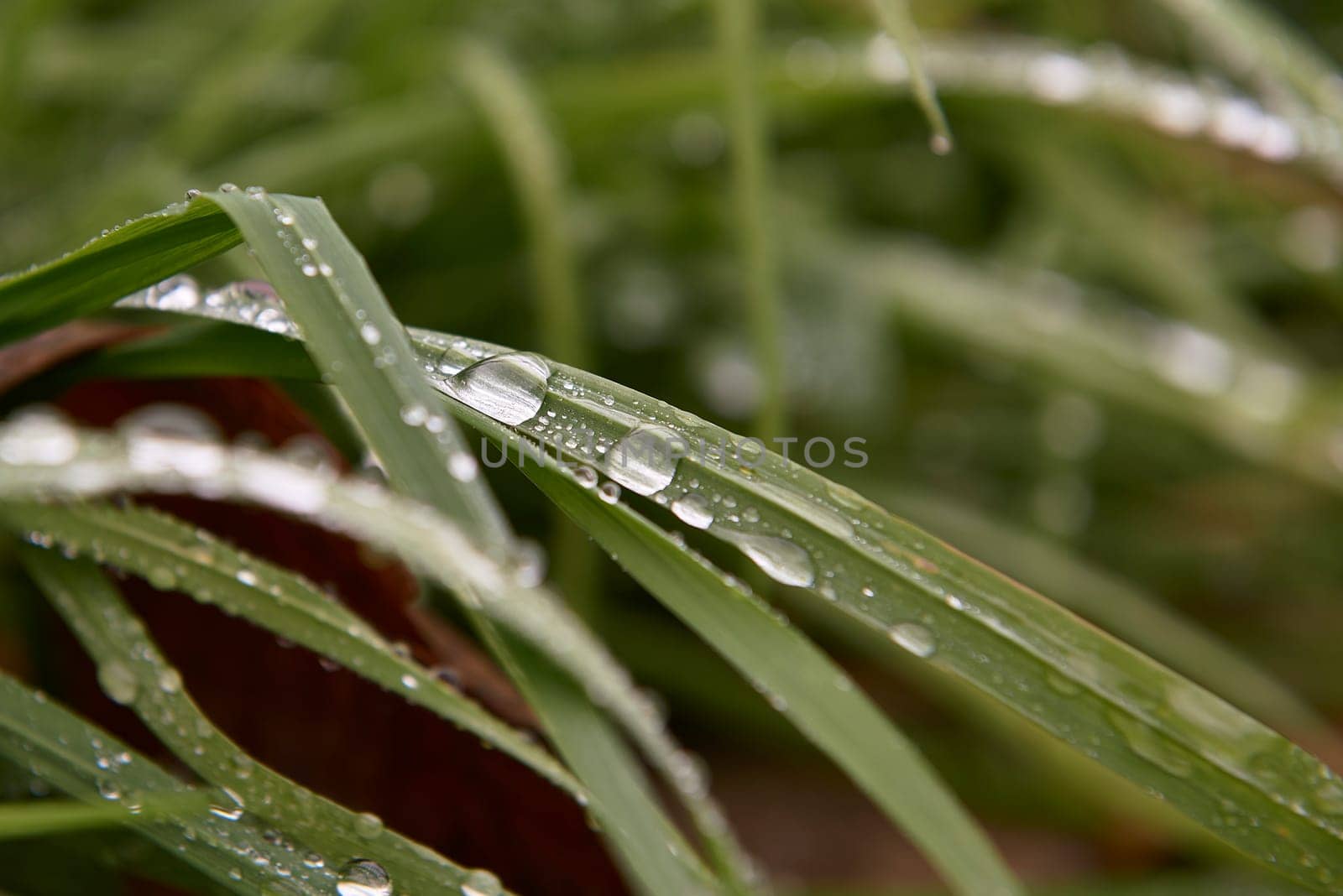 Several drops of water on weed stalks by raul_ruiz