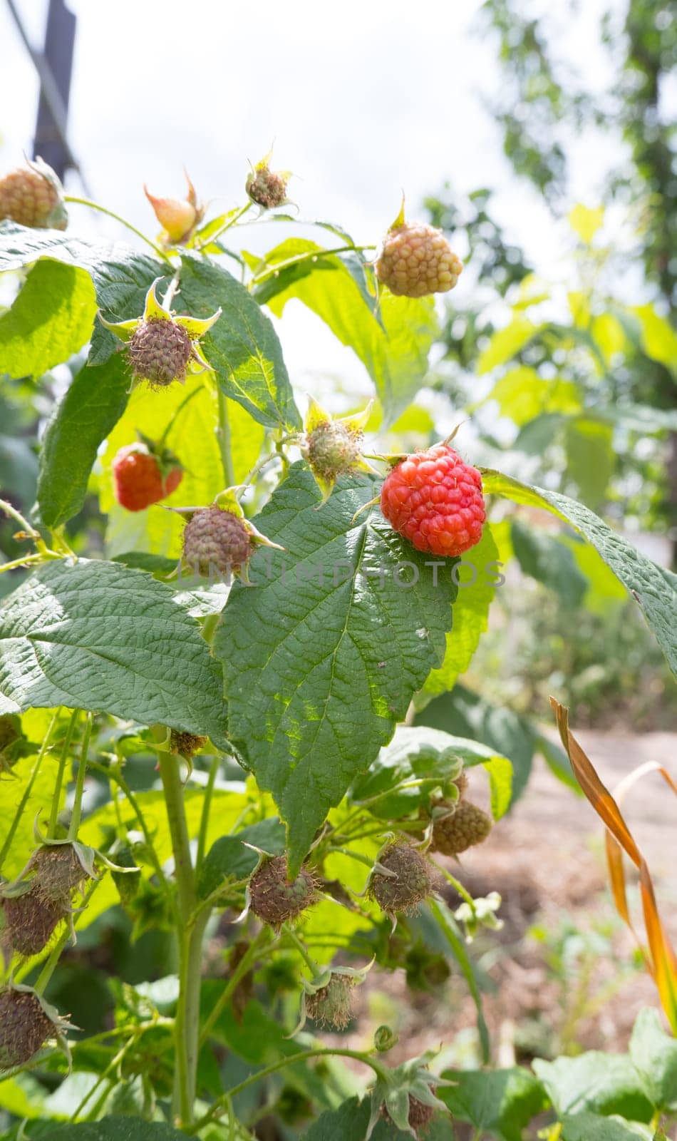 Raspberries ripen on a branch in the garden. by Ekaterina34