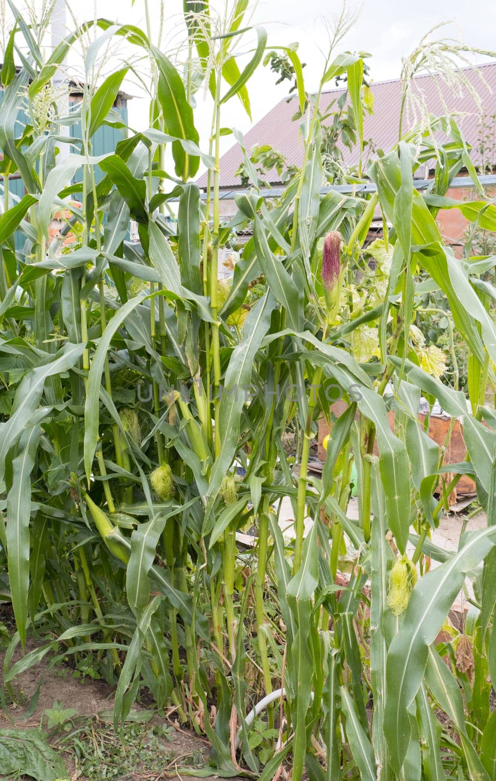 Backyard Summer Raised Bed Garden Sweet Corn Squash and Flowers.