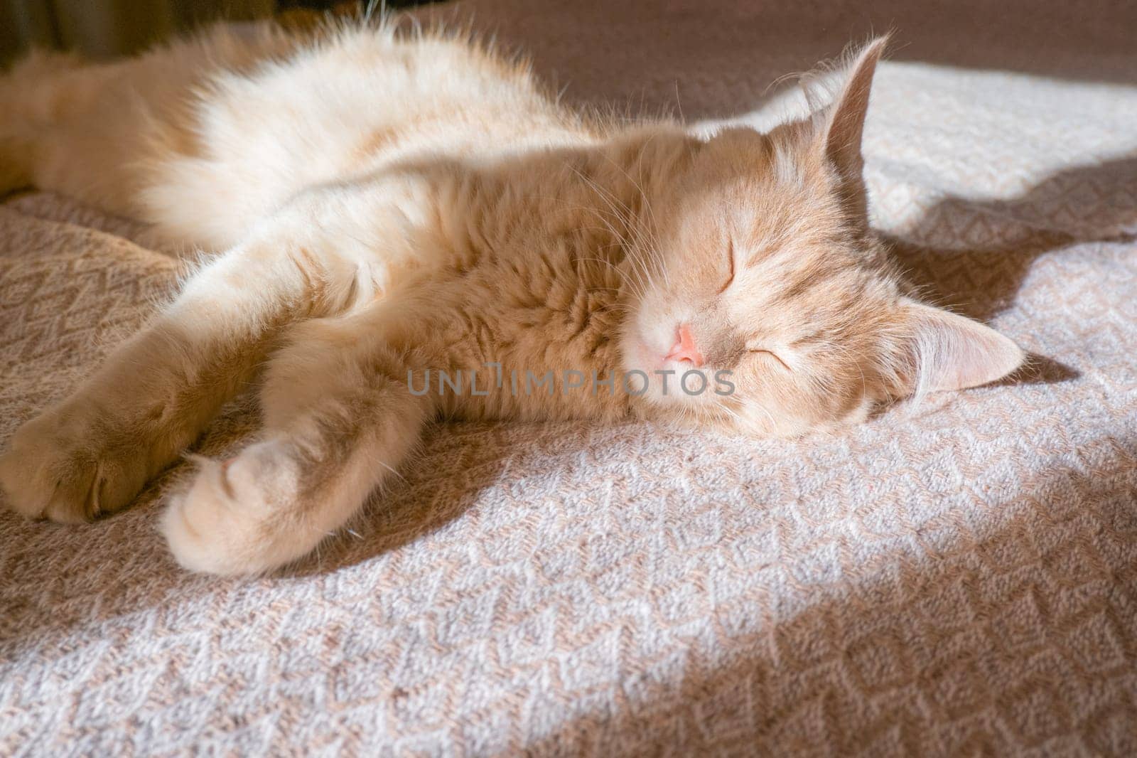 Red cat sleeps on a duvan in the sun's rays of light. the concept of a cozy home and vacation, a cute ginger or ginger kitten. by Ekaterina34