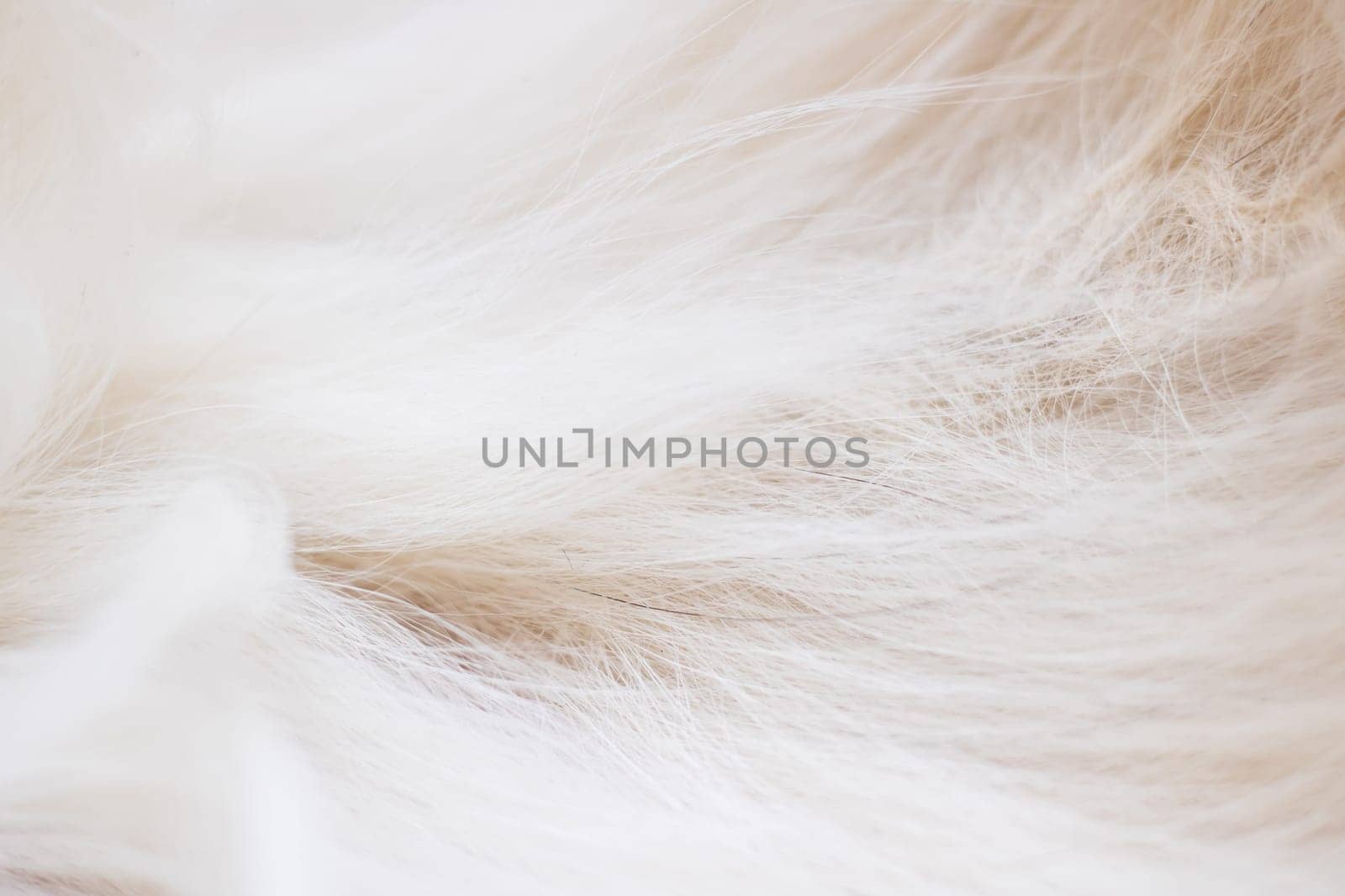 Grey animal fur close up, background or texture