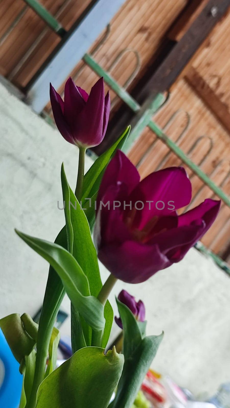 purple tulip flower, green plant leaf, flora. High quality photo