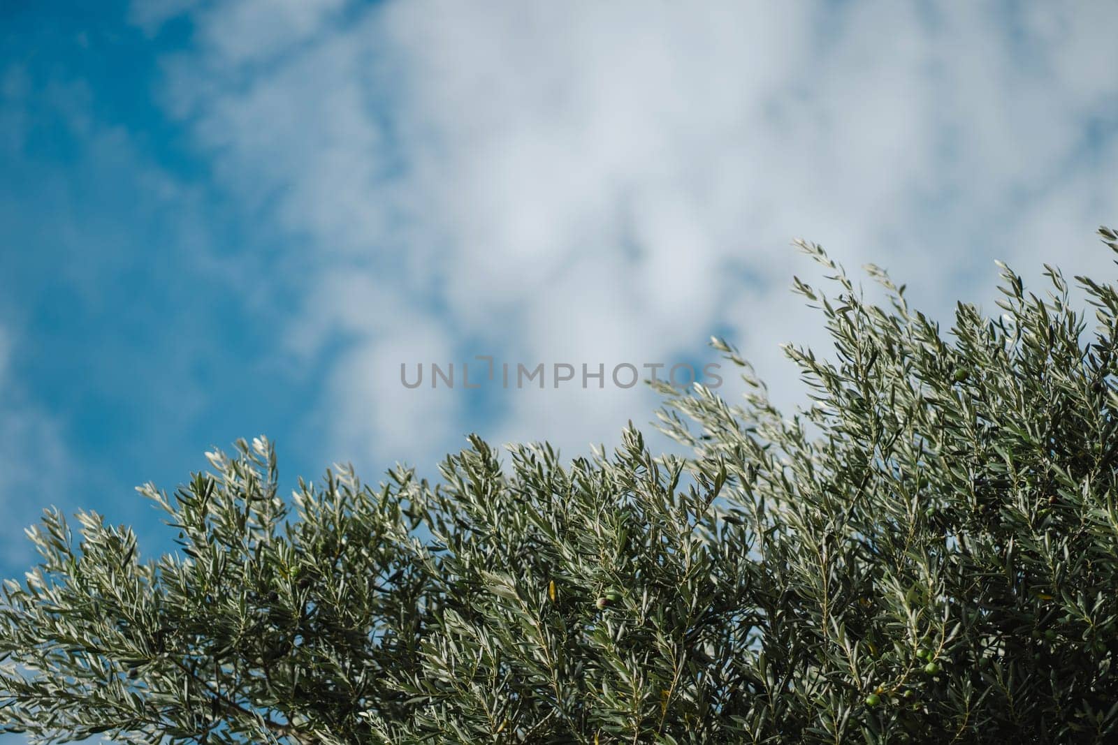 Olive tree branches and blue cloudy sky of Mediterranean coast by Popov