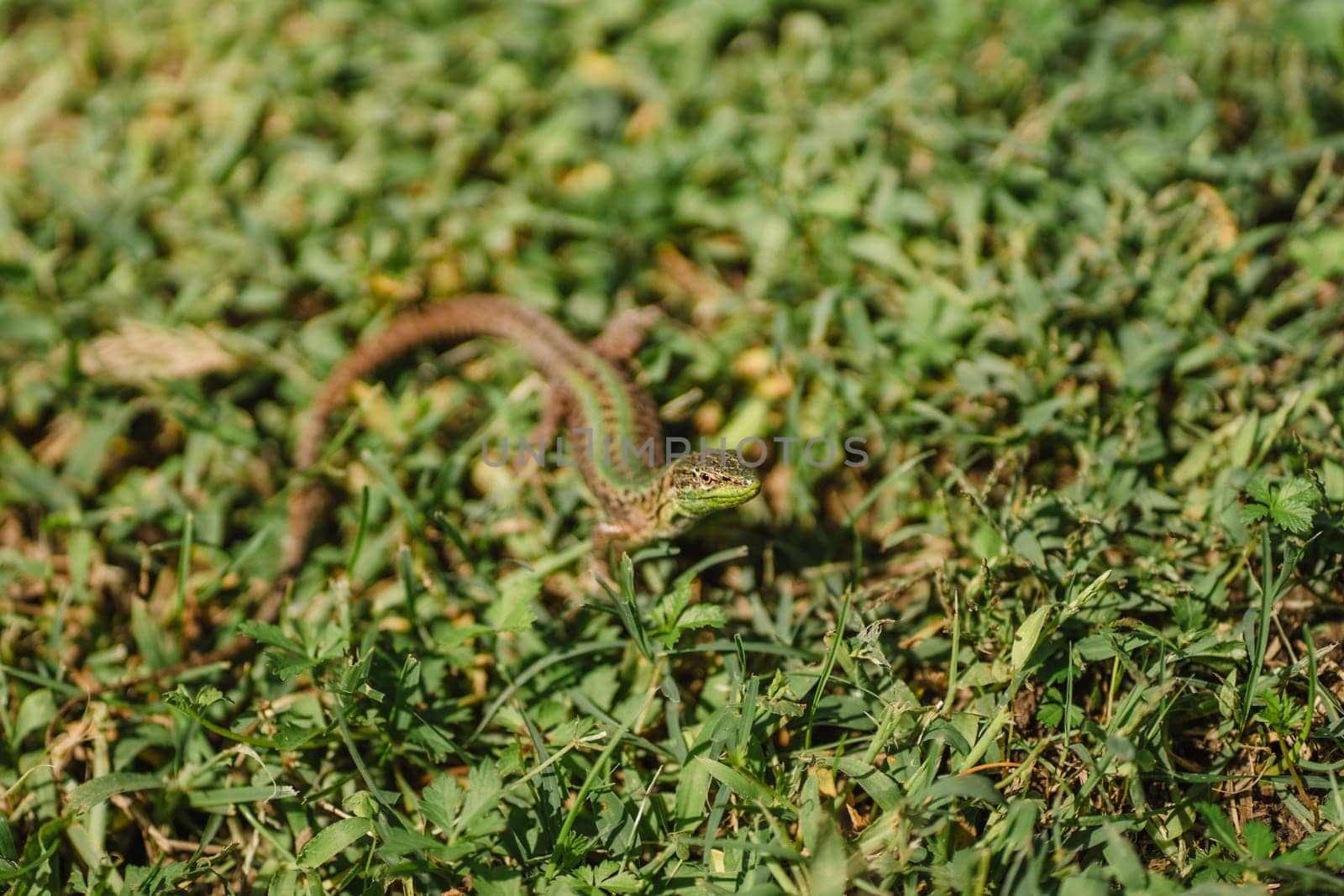 Green and brown lizard, small reptile in grass of tropical summer garden