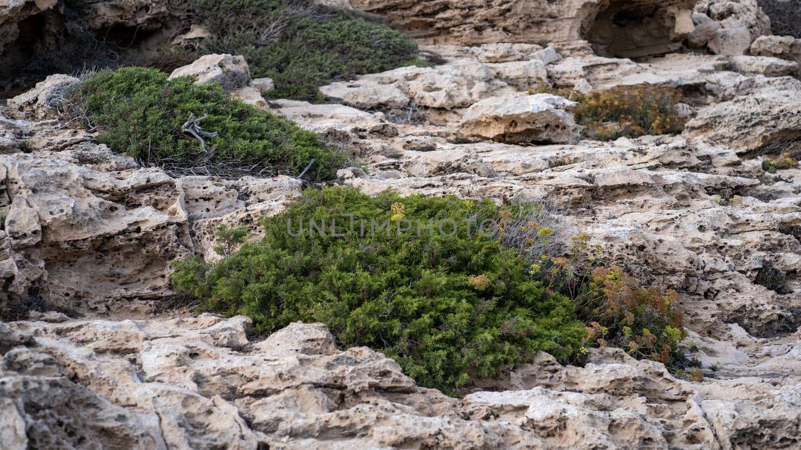 Green plants and grass on rocks of Cape Greco part of Cyprus by Popov