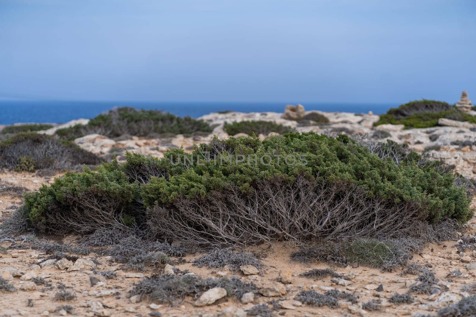 Rocky seashore with green plants, blue sea on horizon, nature of Cape Greco National Park, Cyprus