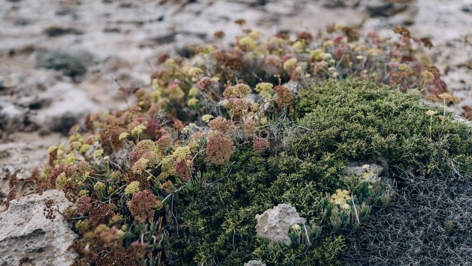 Green plants and dry foliage on rocks of Cape Greco National Park, Cyprus