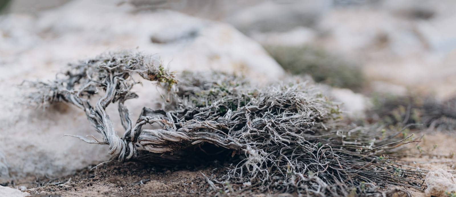 Dry branches and leaves of plant on rock surface, Cape Greco, Cyprus by Popov