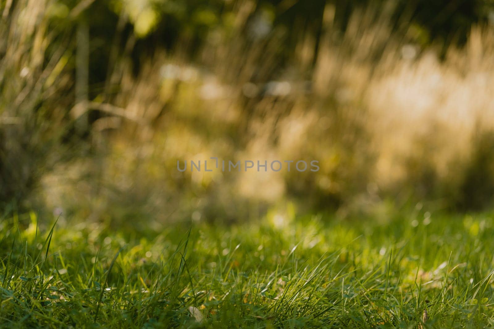 Green grass of park or meadow with spots of light rays, blurry background with selective focus and bokeh