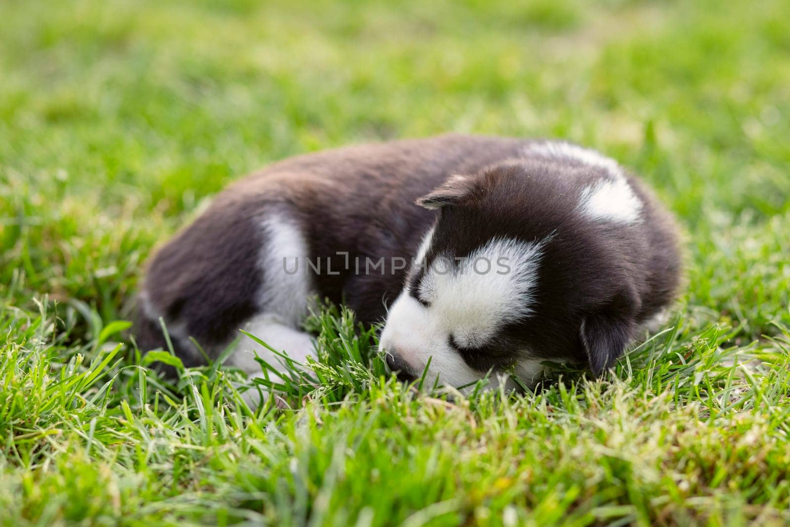 Siberian Husky puppy sleeping on green grass. Outdoor pet portrait. Peaceful animals and relaxation concept. Design for poster, banner
