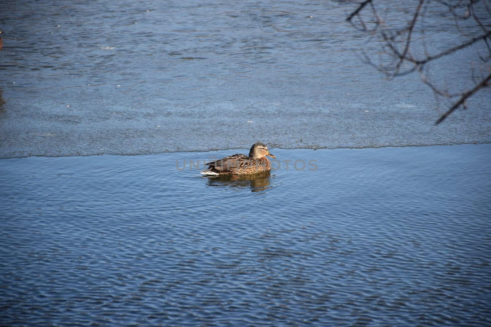 Mallard female with little ducklings in a living nature on the river on a sunny day. Breeding season in wild ducks. Mallard duck with a brood in a colorful spring place. Little ducklings with mom duck