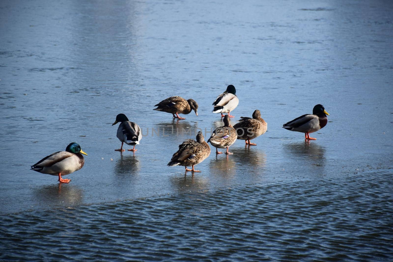 Duck with open wings on a pond. Duck flying over a pond. Duck with open wings. Wild duck. Wild Fauna