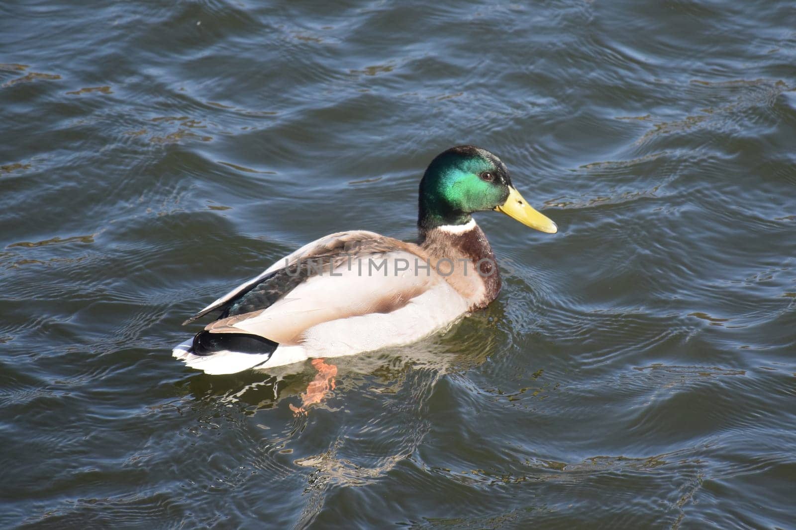 Duck with open wings on a pond. Duck flying over a pond. Duck with open wings. Wild duck. Wild Fauna