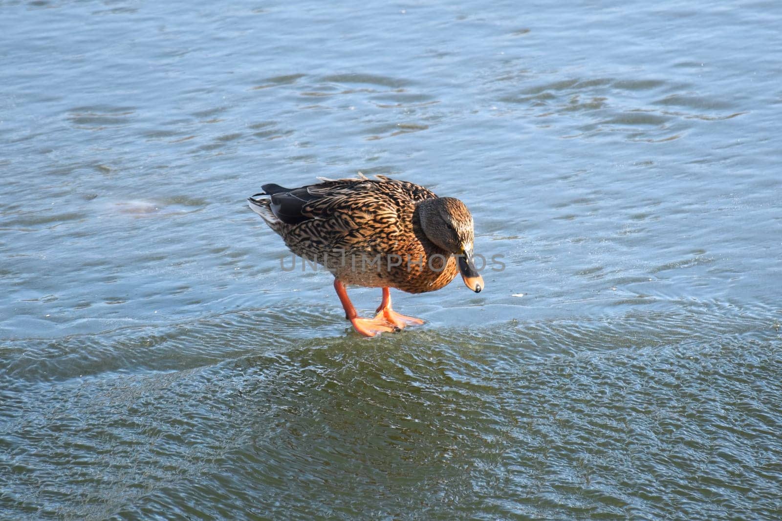 Duck with open wings on a pond. Duck flying over a pond. Duck with open wings. Wild duck. Wild Fauna