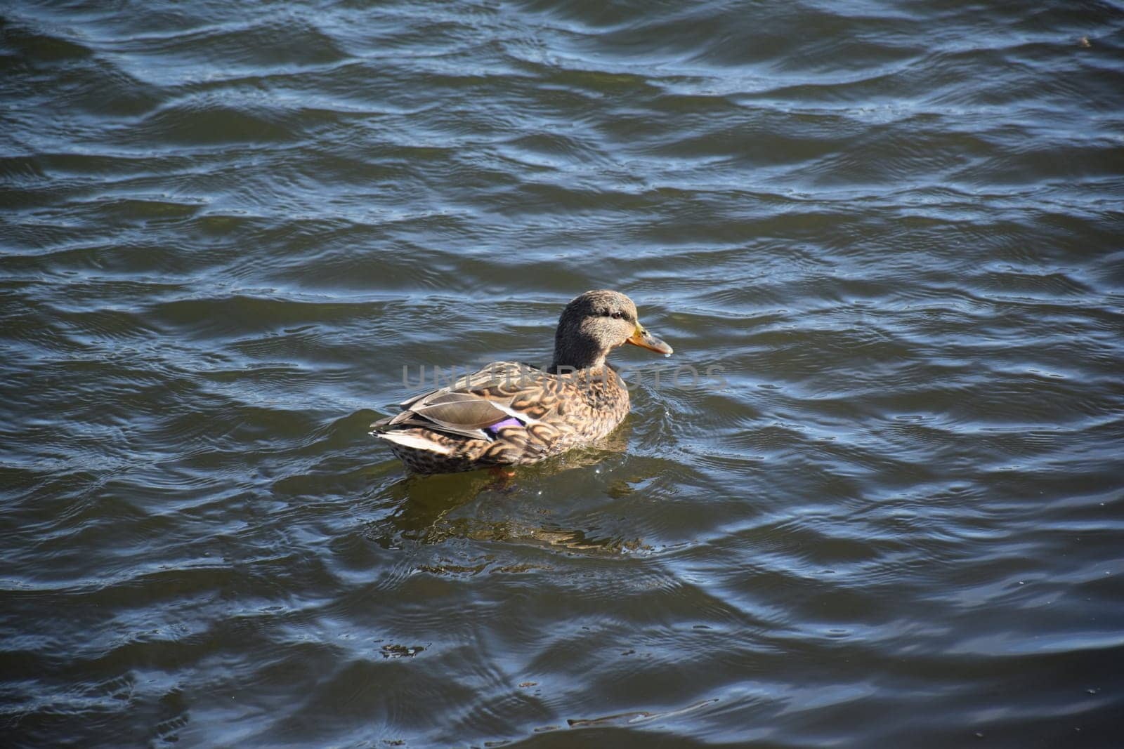 Duck with open wings on a pond. Duck flying over a pond. Duck with open wings. Wild duck. Wild by IaroslavBrylov