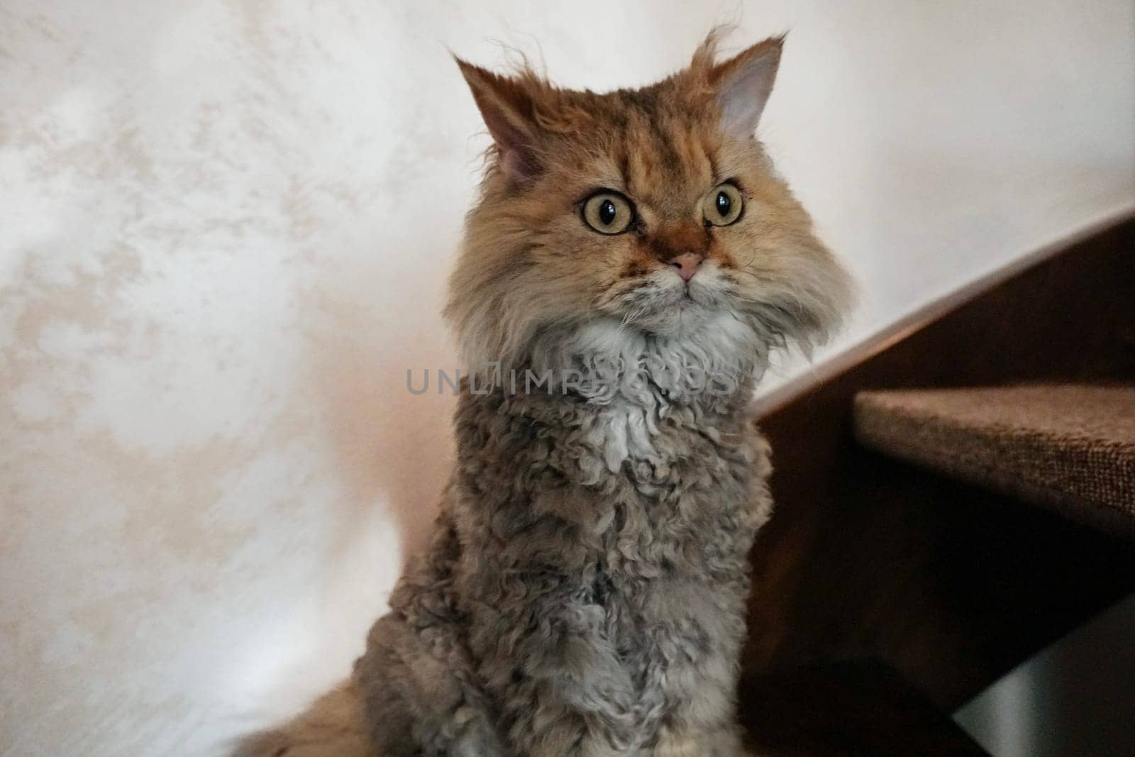 Selkirk Rex cat looking up siting on the stairs. High quality photo