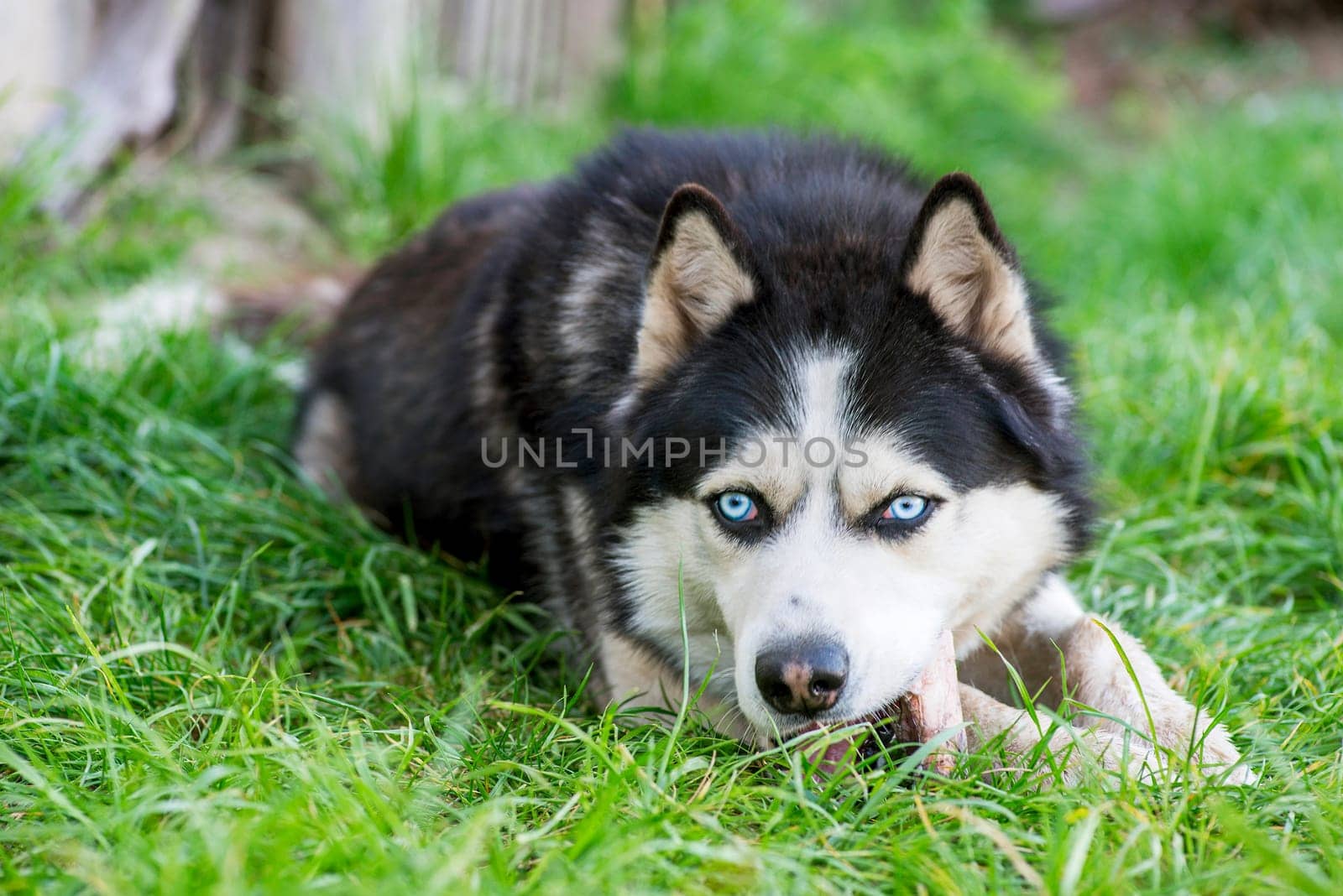 Black and white Siberian husky eats bone on meadow. by andreyz