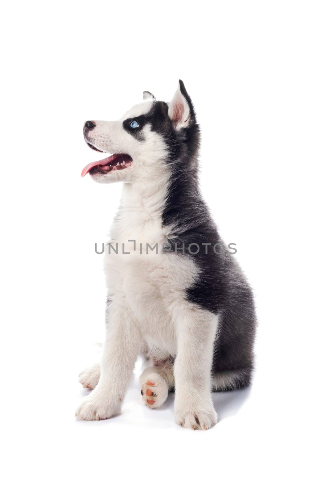 Interesting playful little Siberian Husky puppy with blue eyes, looking up isolated on a white background
