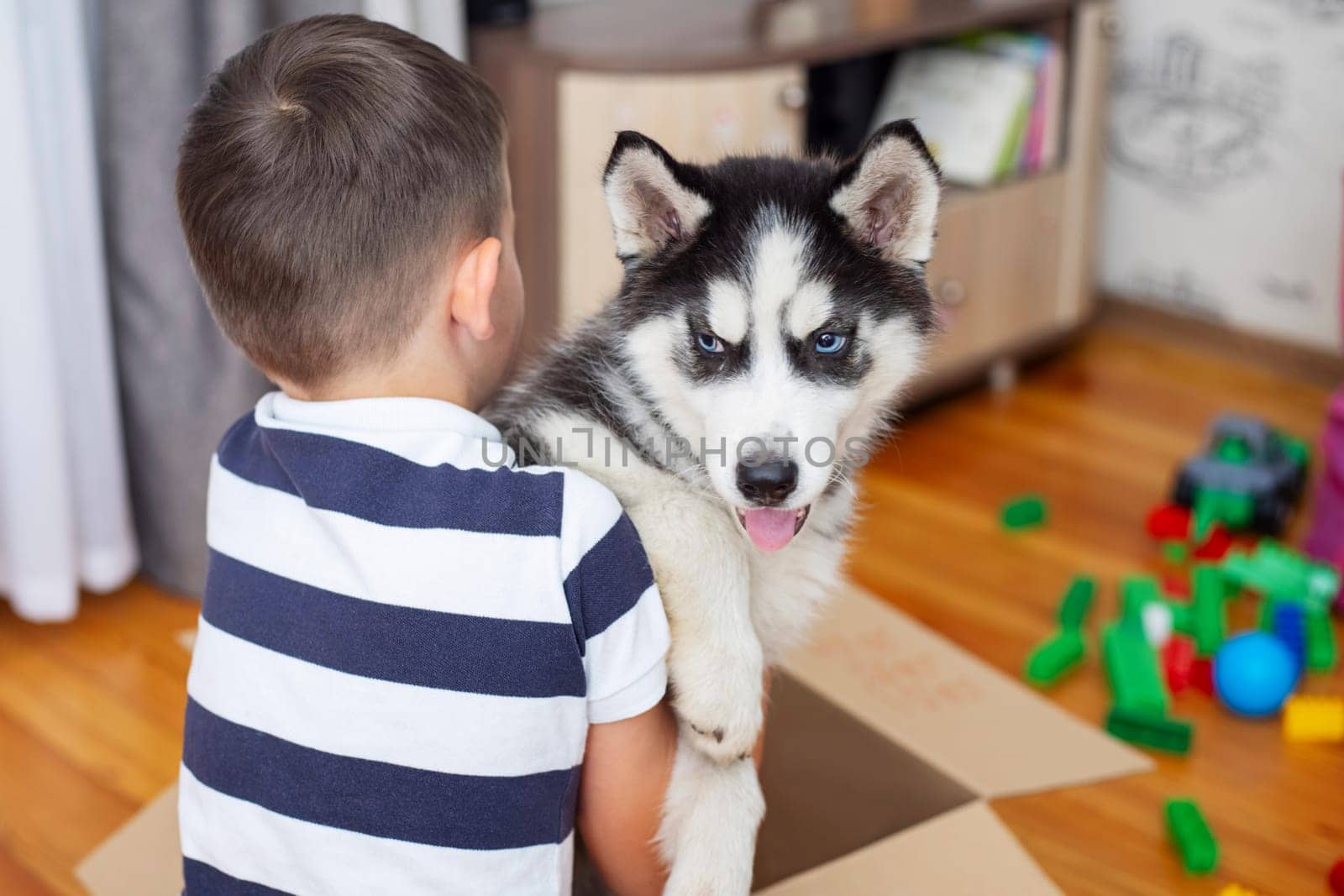 Kid gets out husky puppy from cardboard box at home. Child has birthday present.