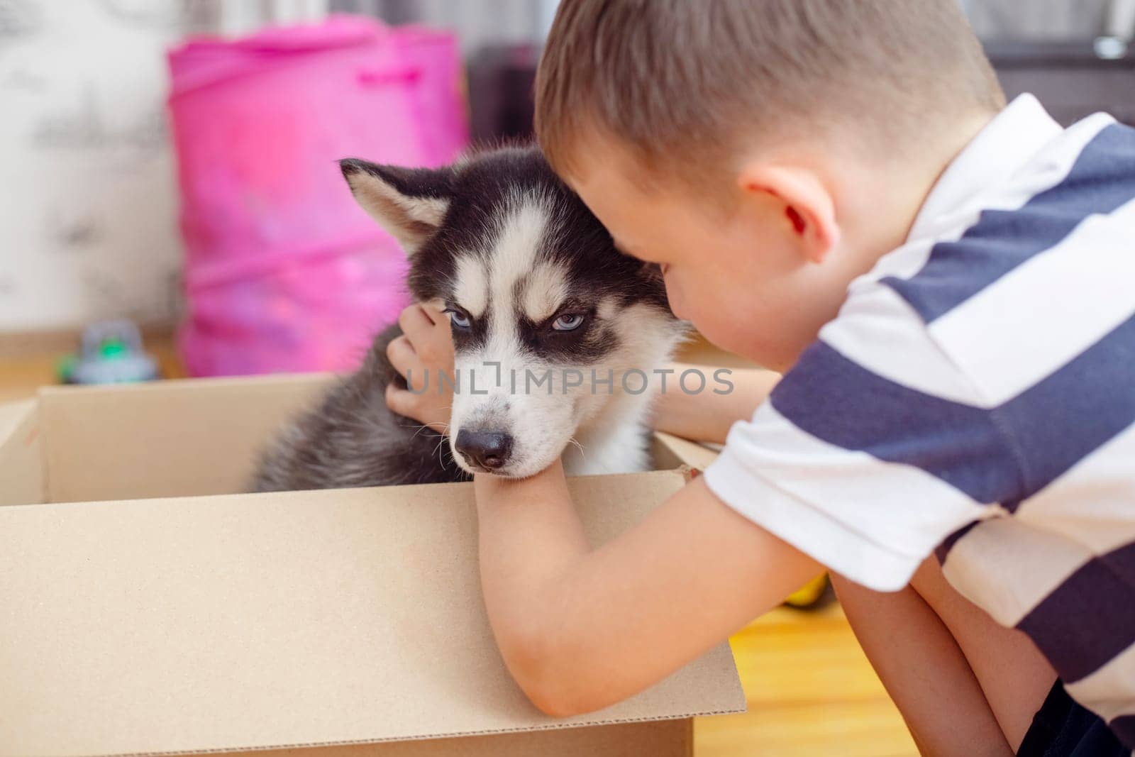 Kid gets out husky puppy from cardboard box at home. Child has birthday present.