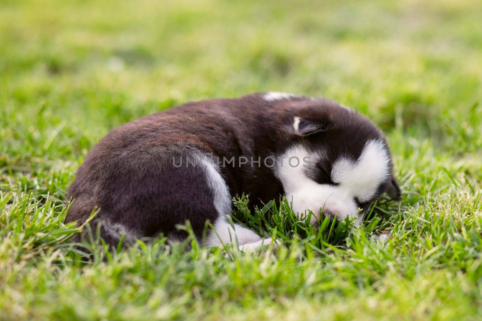 Cute Siberian husky puppy lying on the green grass field.