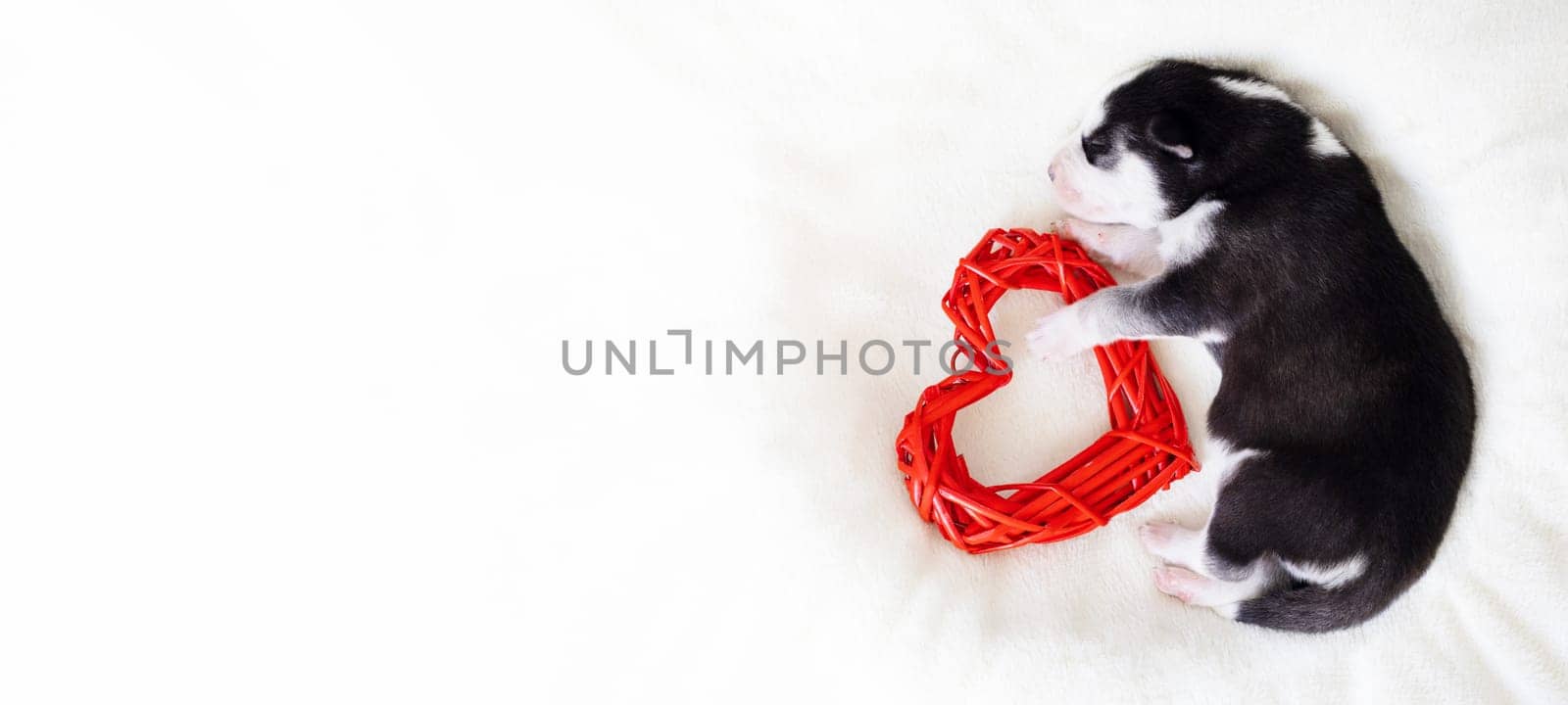 A fluffy husky puppy lies on a white blanket with red heart in its paws by andreyz