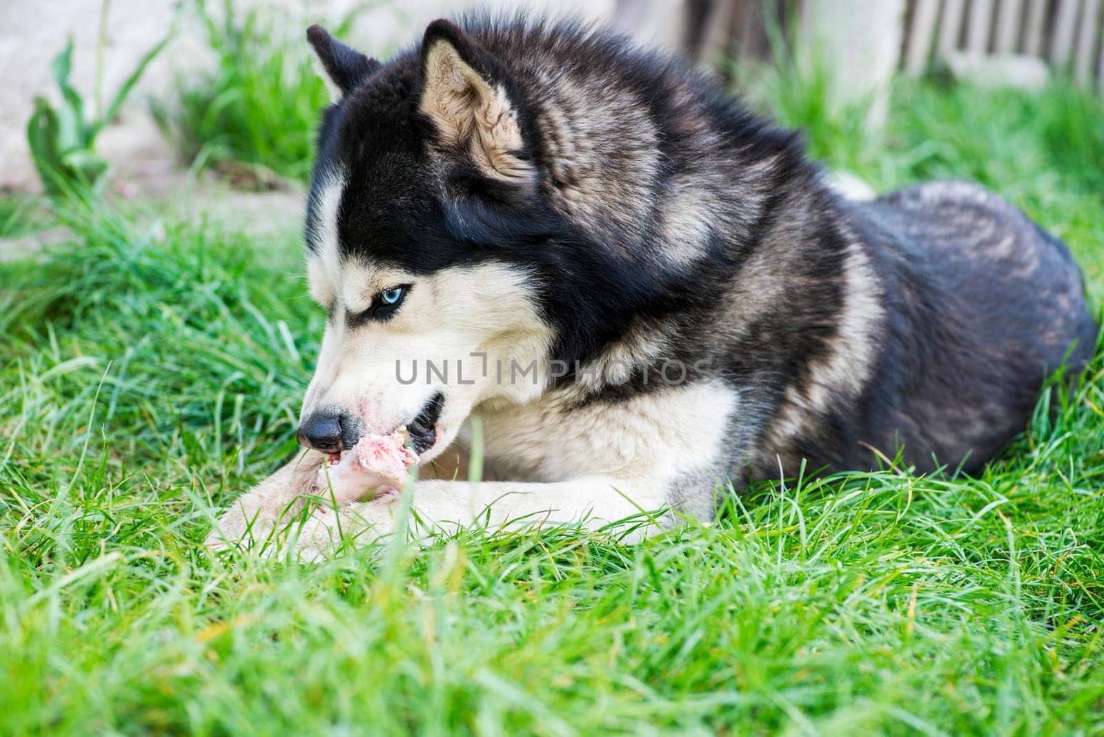 Black and white Siberian husky eats bone on meadow. Dog breed Siberian Husky on the green grass.