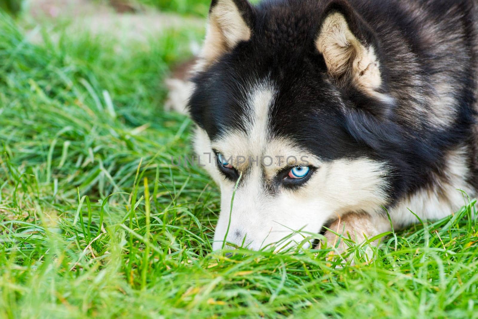 Black and white Siberian husky on meadow. Dog breed Siberian Husky on the green grass.